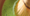 Image to render