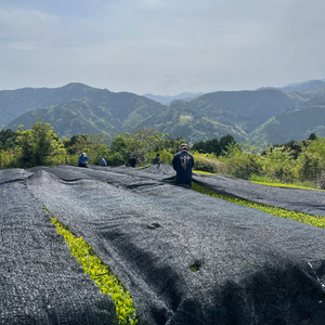 production matcha japon