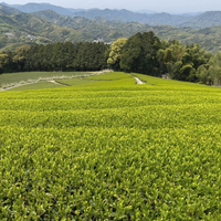 récolte thé genmaicha shincha anatae