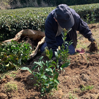 plantation thé agriculteurs