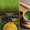 THÉ MATCHA PRESTIGE YUZU BIO