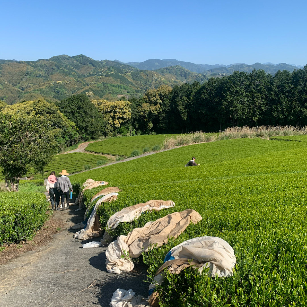 Champ de thé au Japon - Récolte du matcha à la main